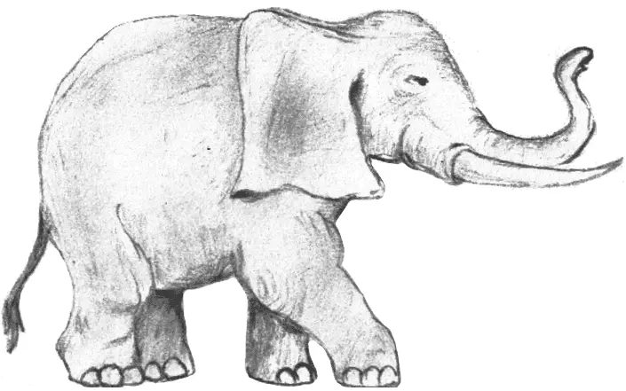 A drawing of an elephant